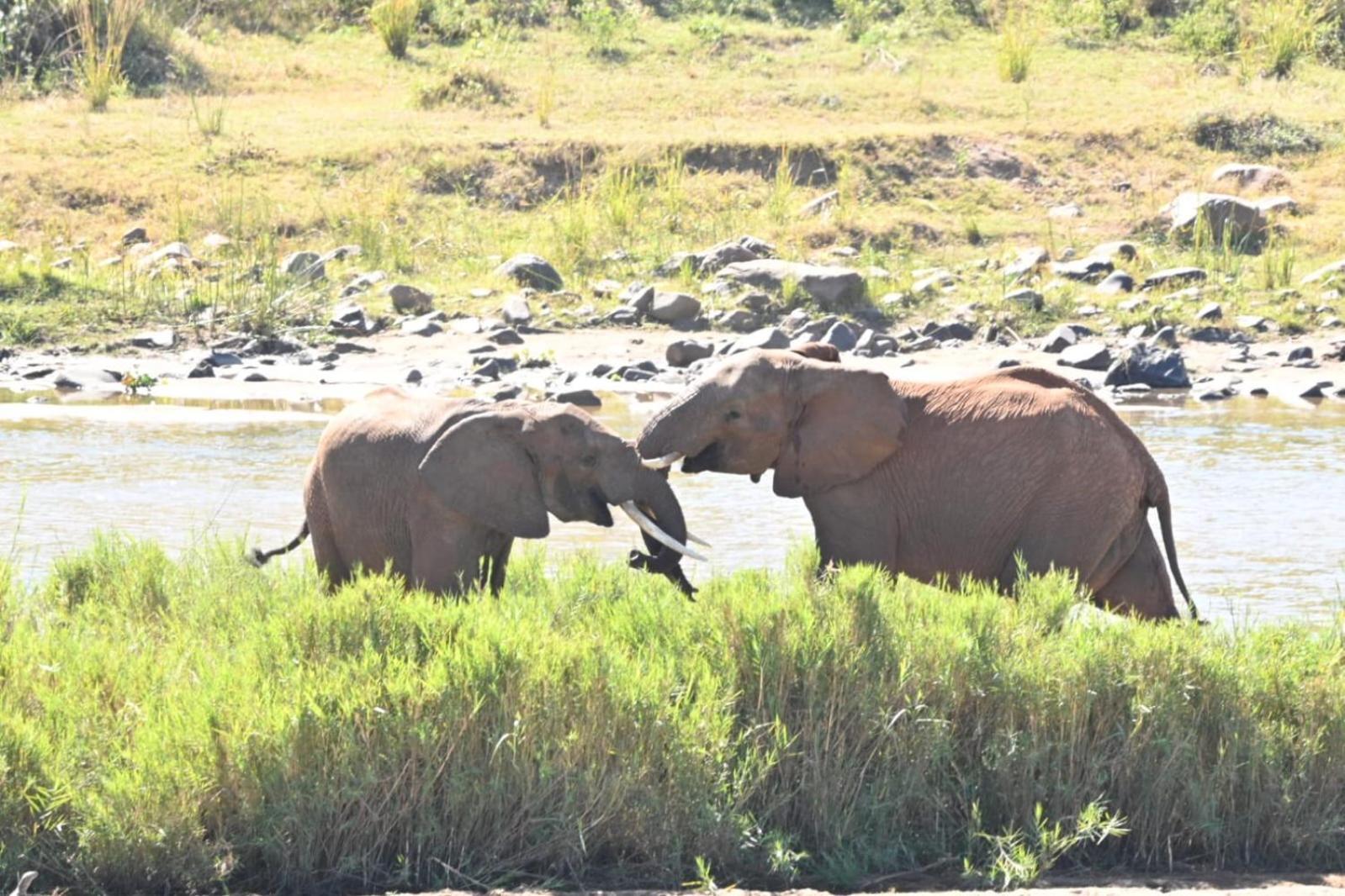 Buckler'S Africa Lodge Kruger Park Komatipoort Esterno foto
