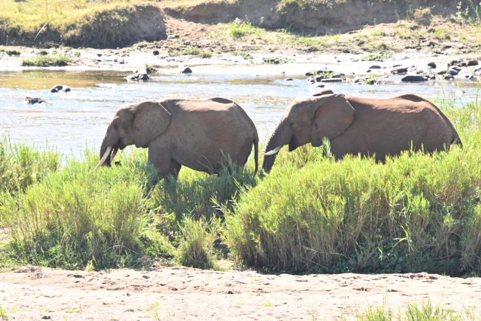 Buckler'S Africa Lodge Kruger Park Komatipoort Esterno foto